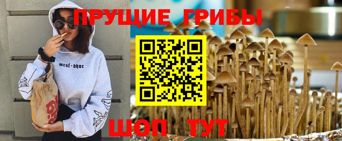 Псилоцибиновые грибы Cubensis  Вход с VPN  Галлюциногенные грибы Cubensis  Ковров 
